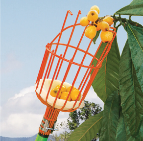 RECOLECTOR DE FRUTAS